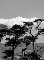 Pt Reyes 2