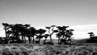 Pt Reyes 1