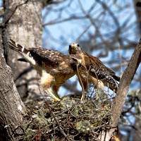 Mares Pond Visitors